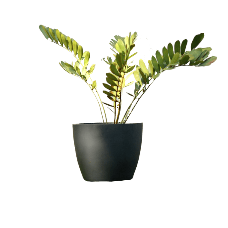 Black Concrete Outdoor Planter