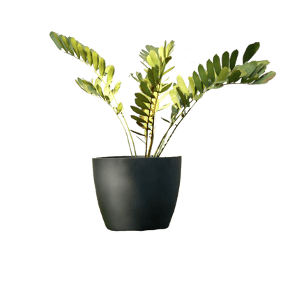 planters