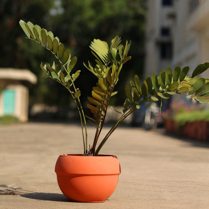 Garden Concrete Terracotta Round Planter - The Decor Circle